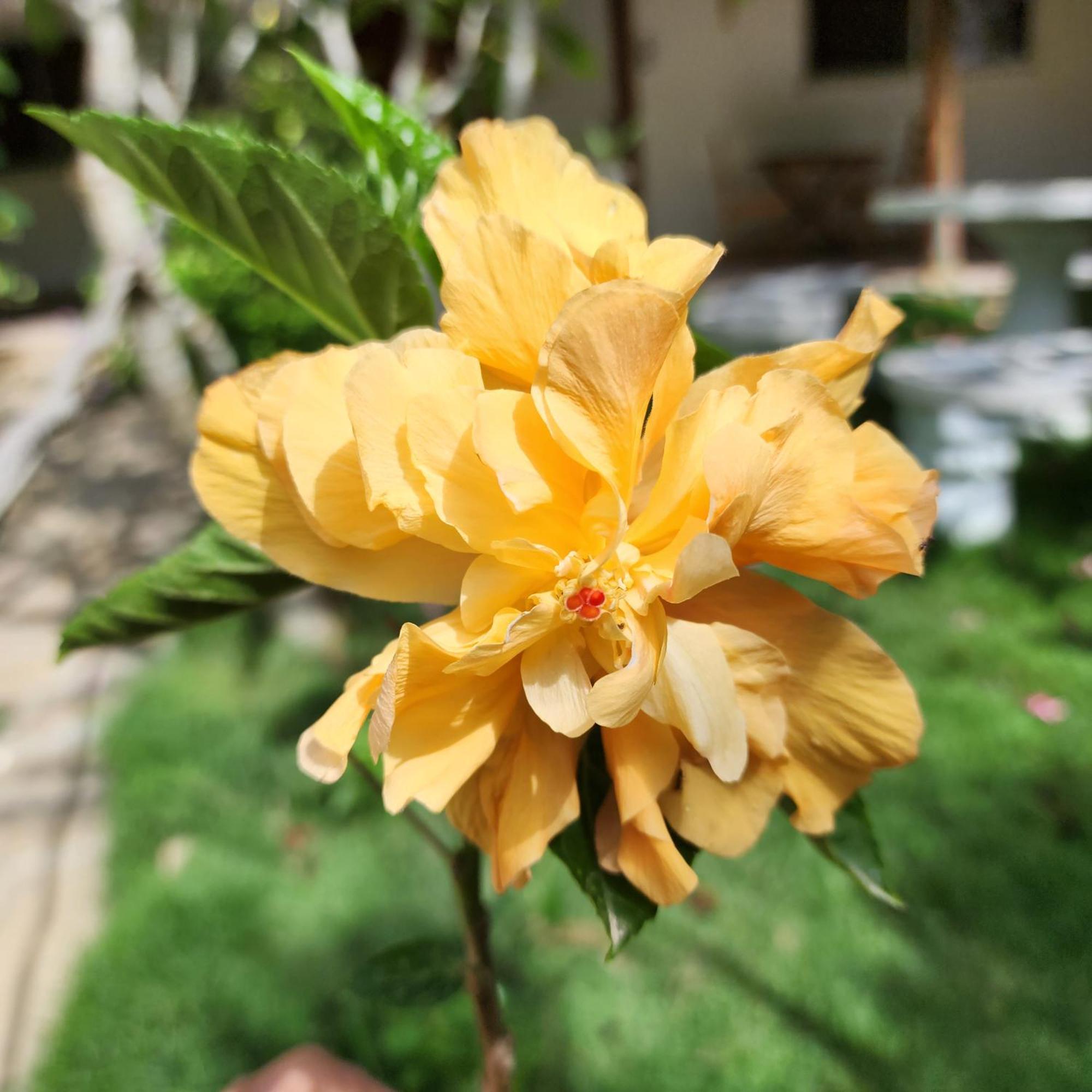 Villa Rosa ปุนตารูเซีย ภายนอก รูปภาพ